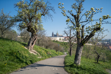 Fototapeta na wymiar View of St. Vitus Cathedral from Petrin cherry orchards in spring