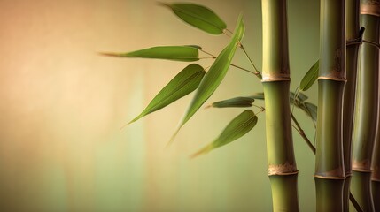 Fototapeta na wymiar bamboo leaves on a out of focus background