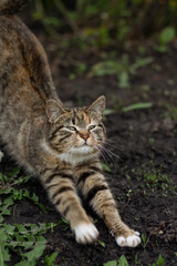 cat in the garden, cat in the park, walking pet
