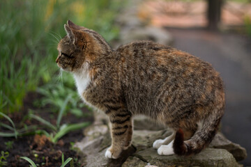 cat in the garden, cat in the park, walking pet