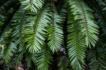 Leaves of sago palm or cycas revoluta