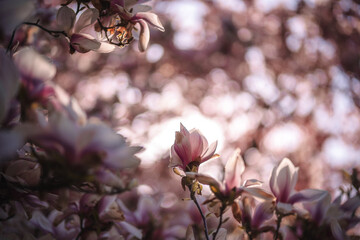 Blooming magnolia tree in spring in Prague