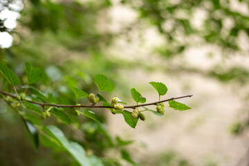 Mulberry, berry fruit on tree