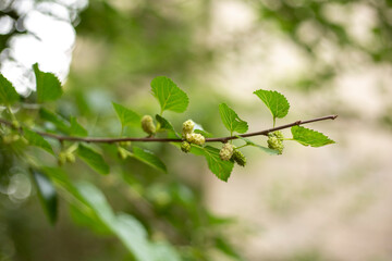 Mulberry, berry fruit on tree