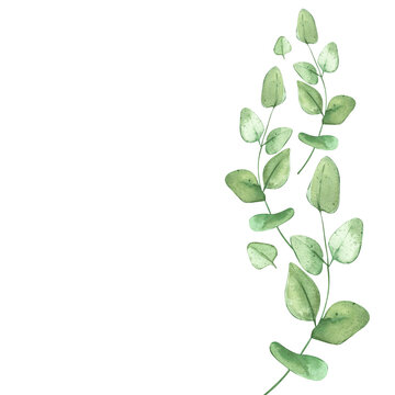 Eucalyptus branches. Green frame for rustic background. For banner design or wedding invitation. Watercolor illustrations with plants.
