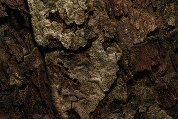 Tree bark texture close up