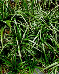 green palm leaves as background for artists