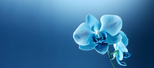 Blue delicate orchid with water droplets on a blue background with copy space. Generative AI.