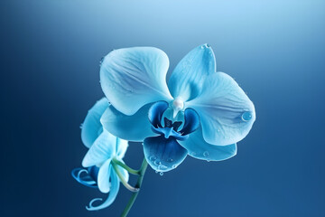 Blue delicate orchid with water droplets on a blue background. Generative AI.