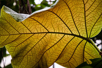 Naklejka na ściany i meble A large leaf with veins. Close up of a leaf