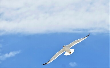 Fototapeta na wymiar Seagull fly in the blue sky spreading wings