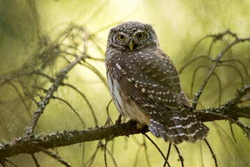 Eurasian pygmy owl in sunny forest at spring