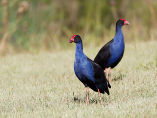 Australasian Swamphen (Porphyrio melanotus) feeding on grassland at Maitland New South Wales Australia