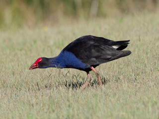 Australasian Swamphen (Porphyrio melanotus) feeding on grassland at Maitland New South Wales Australia