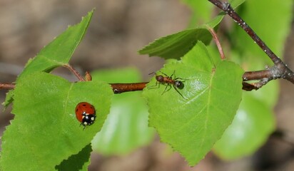 An ant runs around a ladybug on the green leaves 