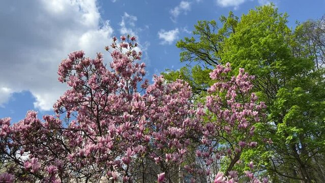 Pink magnolia flowers and green leaves in the garden against blue sky clouds.