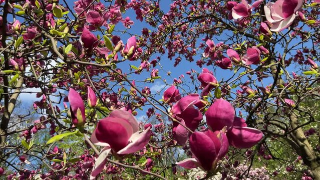 Pink purple flowers magnolia blossom in spring garden.