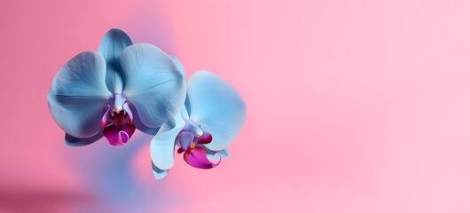 Blue delicate orchid on a pink gradient background with copy space. Generative AI.