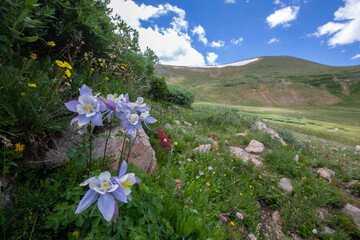 rocky mountain columbine