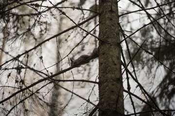 Fototapeta na wymiar a fluffy gray squirrel is sleeping on a tree branch. top view bare tree. kazillion squirrel
