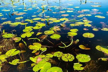 Green lily pads  in the waters of Okepenokee Swamp National Wildlife Area.