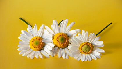 Fototapeta na wymiar flower on a yellow background