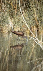 stork feeding in a lake