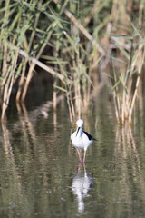 little stork in a lake