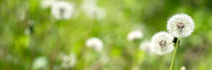 Summer nature background with green meadow grass and white dandelion flowers at sunny day, floral spring texture with soft selcective focus, copy space