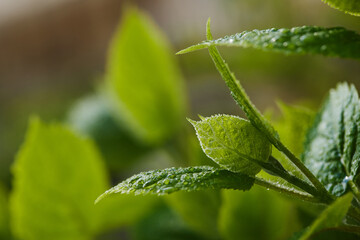 macro photo of a young sprout of a tree or shrub with drops of rain or dew