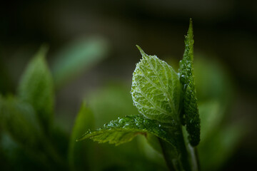 macro photo of a young sprout of a tree or shrub with drops of rain or dew