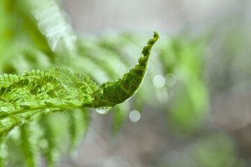 macro photo of a young sprout of a tree or shrub with drops of rain or dew