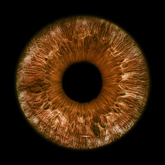 Brown eye iris - human eye - 596448555