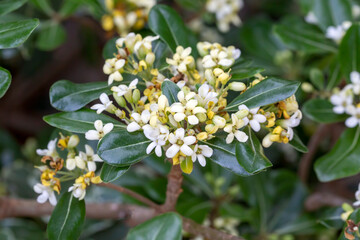 Japanese pittosporum blossoms (Pittosporum tobira)