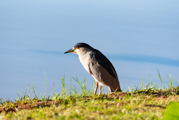 Aquatic bird, detail of a beautiful bird called socozinho on the edge of a lake in Brazil, selective focus.
