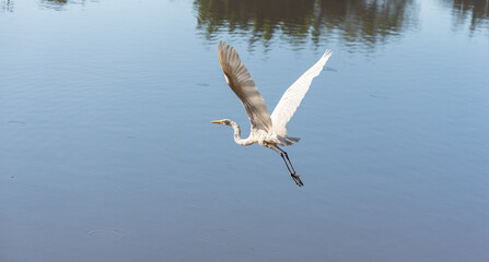 Waterfowl, beautiful waterfowl in flight, natural light, selective focus.
