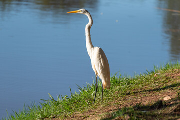 Egret, detail of beautiful egret standing at the edge of a lake in Brazil, selective focus.