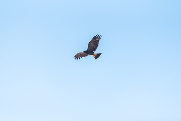 Waterfowl, beautiful waterfowl in flight, natural light, selective focus.