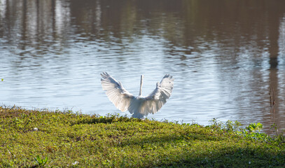 Waterfowl, beautiful waterfowl in flight, natural light, selective focus.