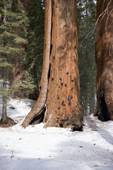 Redwood trees in a winters snow
