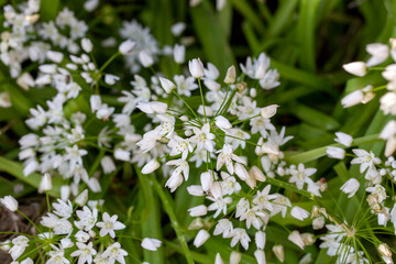 Allium neapolitanum is a bulbous herbaceous perennial plant in the onion subfamily within the Amaryllis family. Common names include Neapolitan garlic, Naples garlic, daffodil garlic,
