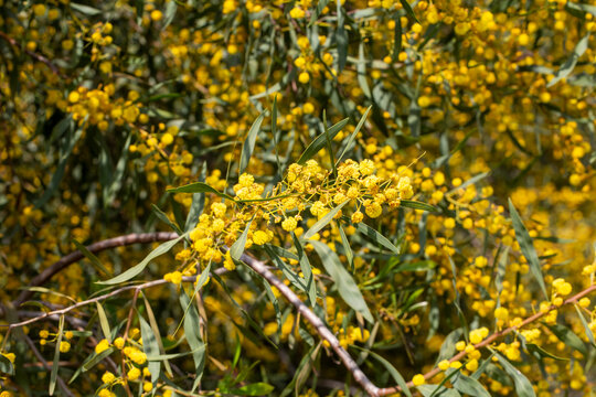 Wild plants and flowers; scientific name; Acacia retinodes. Photo shoot location; Izmir - Turkey