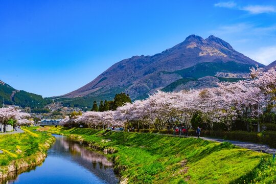由布院の桜