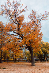 Colorful leaves in the autumn in the park. High quality photo