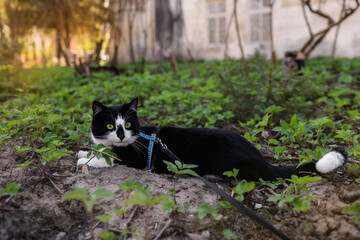 A black and white cat lies on the grass in front of the house at sunset.