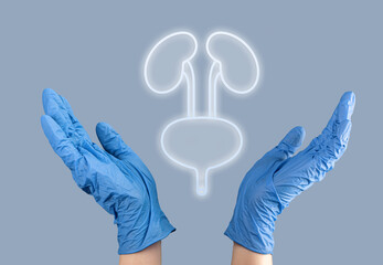 Kidneys and bladder organ diagnostic and health care concept