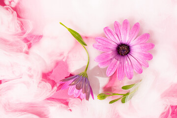 Daisy flowers arrangement in white paint clouds underwater, pink background. Mothers day concept. Abstract spring flowers idea.