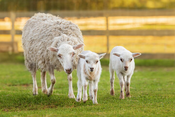 Mother sheep with little babies. Farm animals.	