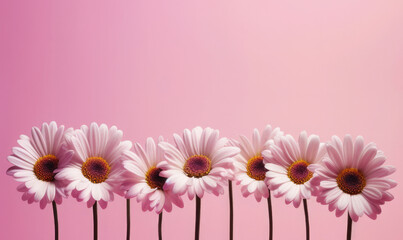Gänseblümchen auf pinken Hintergrund