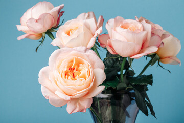 Bouquet of pale pink peony roses on a blue background